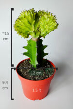 Koleksiyon Kaktüs Euphorbia Cristata Variegata Aşılı Nadir Geçişli 12 cm Saksıda - Görsel 5