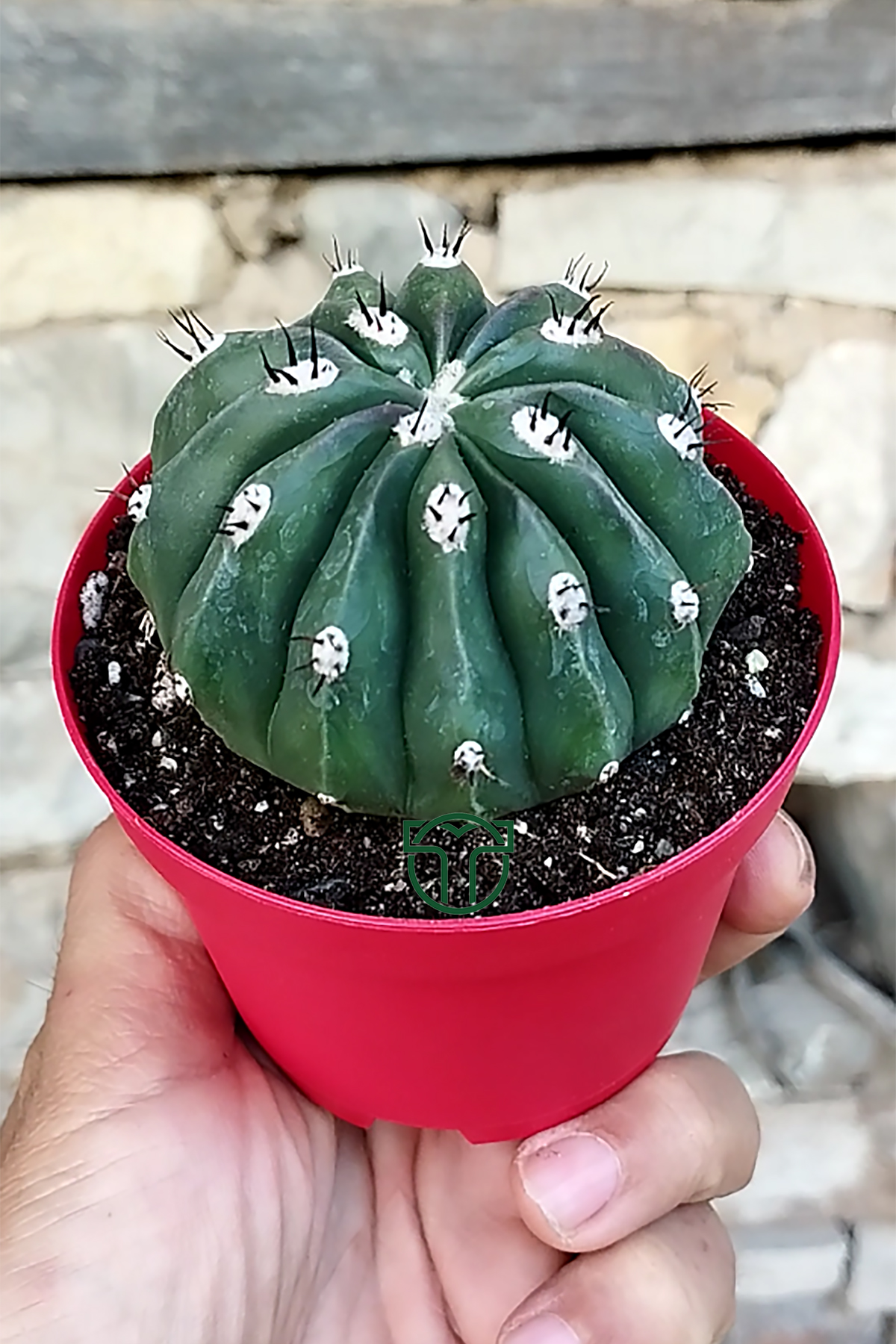 melocactus-maxonii-inermis-nadir-tur-koleksiyonluk-kaktus-8-5-saksida-01 Melocactus Maxonii Inermis