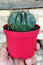 Melocactus Maxonii Inermis – Nadir Tür – Koleksiyonluk Kaktüs – 8.5 Saksıda - Görsel 2