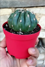 Melocactus Maxonii Inermis – Nadir Tür – Koleksiyonluk Kaktüs – 8.5 Saksıda - Görsel 3