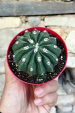 Melocactus Maxonii Inermis – Nadir Tür – Koleksiyonluk Kaktüs – 8.5 Saksıda - Görsel 4