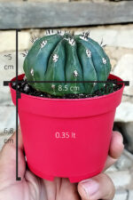 Melocactus Maxonii Inermis – Nadir Tür – Koleksiyonluk Kaktüs – 8.5 Saksıda - Görsel 5