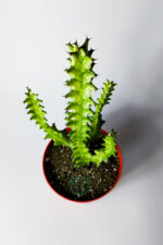Süt Ağacı Kaktüsü – Koleksiyon – Mint Cream Variegated Euphorbia Trigona – 12 cm Saksıda - Görsel 2