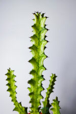 Süt Ağacı Kaktüsü – Koleksiyon – Mint Cream Variegated Euphorbia Trigona – 12 cm Saksıda - Görsel 3