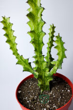 Süt Ağacı Kaktüsü – Koleksiyon – Mint Cream Variegated Euphorbia Trigona – 12 cm Saksıda - Görsel 4