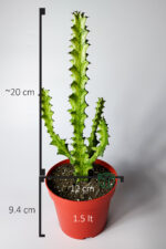 Süt Ağacı Kaktüsü – Koleksiyon – Mint Cream Variegated Euphorbia Trigona – 12 cm Saksıda - Görsel 6