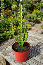 Süt Ağacı Kaktüsü – Koleksiyon – Mint Cream Variegated Euphorbia Trigona – 12 cm Saksıda - Görsel 5