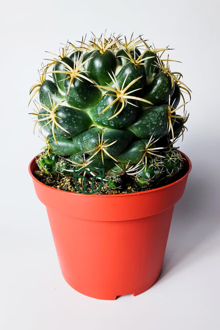 coryphantha elephantidens büyük boy