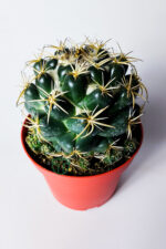 Yavrulu Büyük Boy Koleksiyon Kaktüs Coryphantha Elephantidens 12 cm Saksıda - Görsel 2