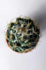 Yavrulu Büyük Boy Koleksiyon Kaktüs Coryphantha Elephantidens 12 cm Saksıda - Görsel 3