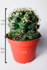 Yavrulu Büyük Boy Koleksiyon Kaktüs Coryphantha Elephantidens 12 cm Saksıda - Görsel 4