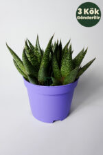 Gasteria Sukulent