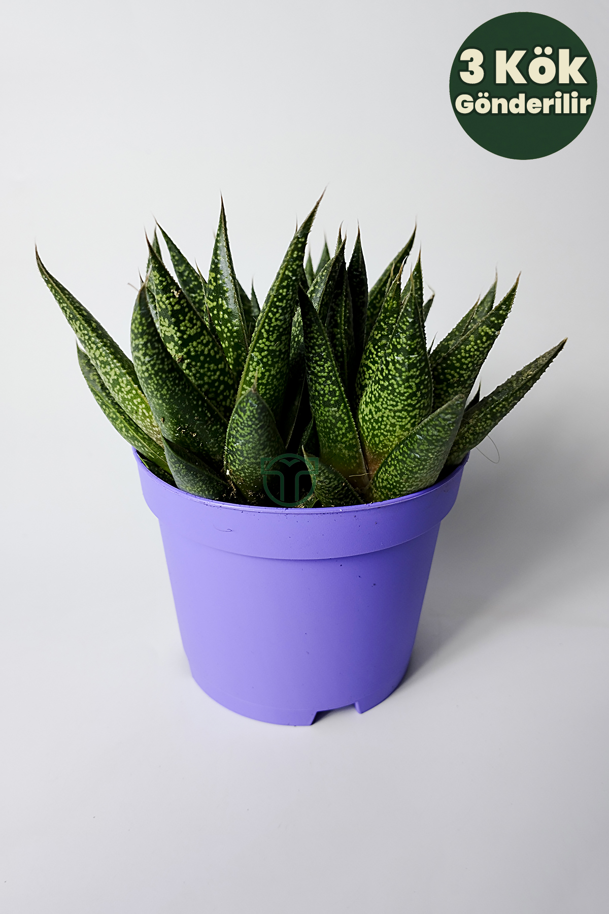 gasteria-sukulent-3-kok-canli-dekoratif-ev-bitkisi-kolay-bakim-01 Gasteria Sukulent