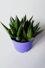 Gasteria Sukulent – 3 Kök Canlı Dekoratif Ev Bitkisi – Kolay Bakım Tür - Görsel 2