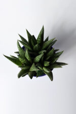 Gasteria Sukulent – 3 Kök Canlı Dekoratif Ev Bitkisi – Kolay Bakım Tür - Görsel 3