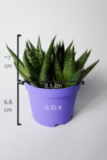 Gasteria Sukulent – 3 Kök Canlı Dekoratif Ev Bitkisi – Kolay Bakım Tür - Görsel 4