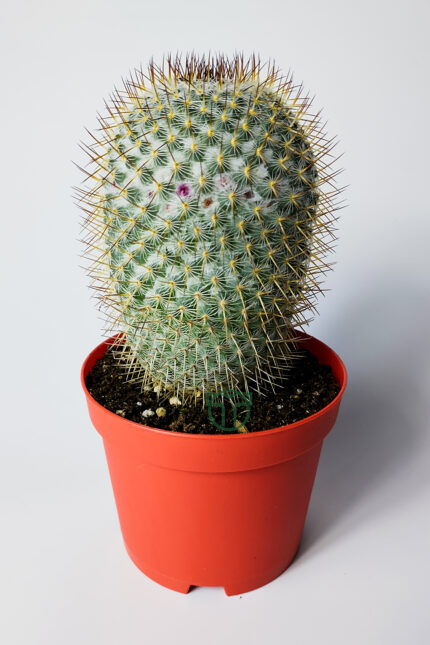 Mammillaria Haageana Çok Dikenli Kaktüs