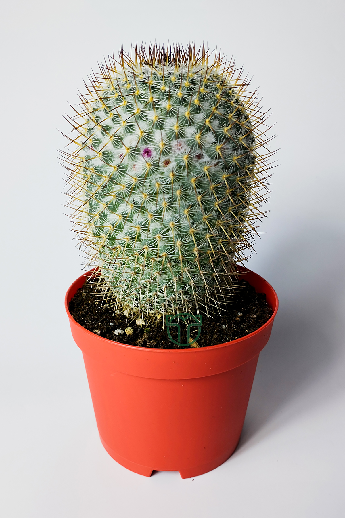 mammillaria-haageana-cok-dikenli-kaktus-koleksiyonluk-ozel-tur-01 Mammillaria Haageana Çok Dikenli Kaktüs