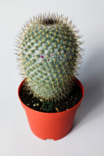 Mammillaria Haageana – Koleksiyonluk Çok Dikenli Kaktüs – 8.5 cm Saksıda - Görsel 2