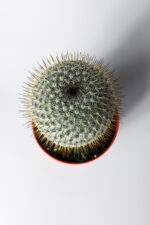Mammillaria Haageana – Koleksiyonluk Çok Dikenli Kaktüs – 8.5 cm Saksıda - Görsel 3