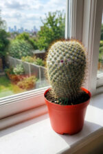 Mammillaria Haageana – Koleksiyonluk Çok Dikenli Kaktüs – 8.5 cm Saksıda - Görsel 4