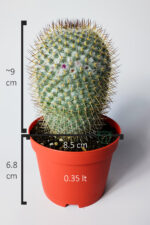 Mammillaria Haageana – Koleksiyonluk Çok Dikenli Kaktüs – 8.5 cm Saksıda - Görsel 5