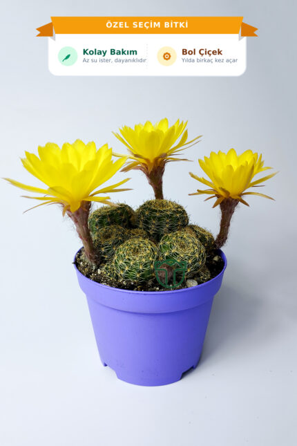 lobivia-arachnacantha-bol-yavrulu