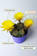 Lobivia Arachnacantha Bol Yavrulu Çiçek Açan Kaktüs 8.5 cm Saksıda - Görsel 2