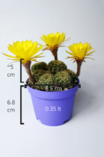 Lobivia Arachnacantha Bol Yavrulu Çiçek Açan Kaktüs 8.5 cm Saksıda - Görsel 6