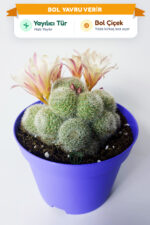 rebutia sunrise