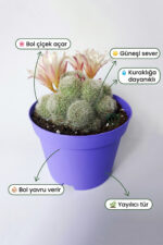 Rebutia Sunrise – Bol Yavrulu Çiçek Açan Kaktüs – 8.5 cm Saksıda - Görsel 2
