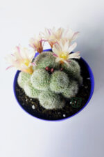 Rebutia Sunrise – Bol Yavrulu Çiçek Açan Kaktüs – 8.5 cm Saksıda - Görsel 3