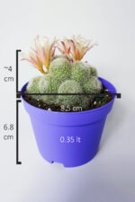 Rebutia Sunrise – Bol Yavrulu Çiçek Açan Kaktüs – 8.5 cm Saksıda - Görsel 5