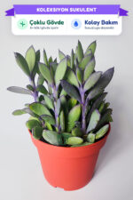 senecio-crassissimus