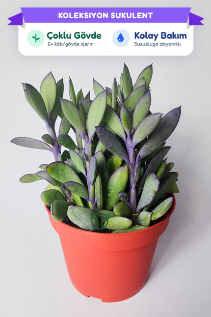 senecio-crassissimus