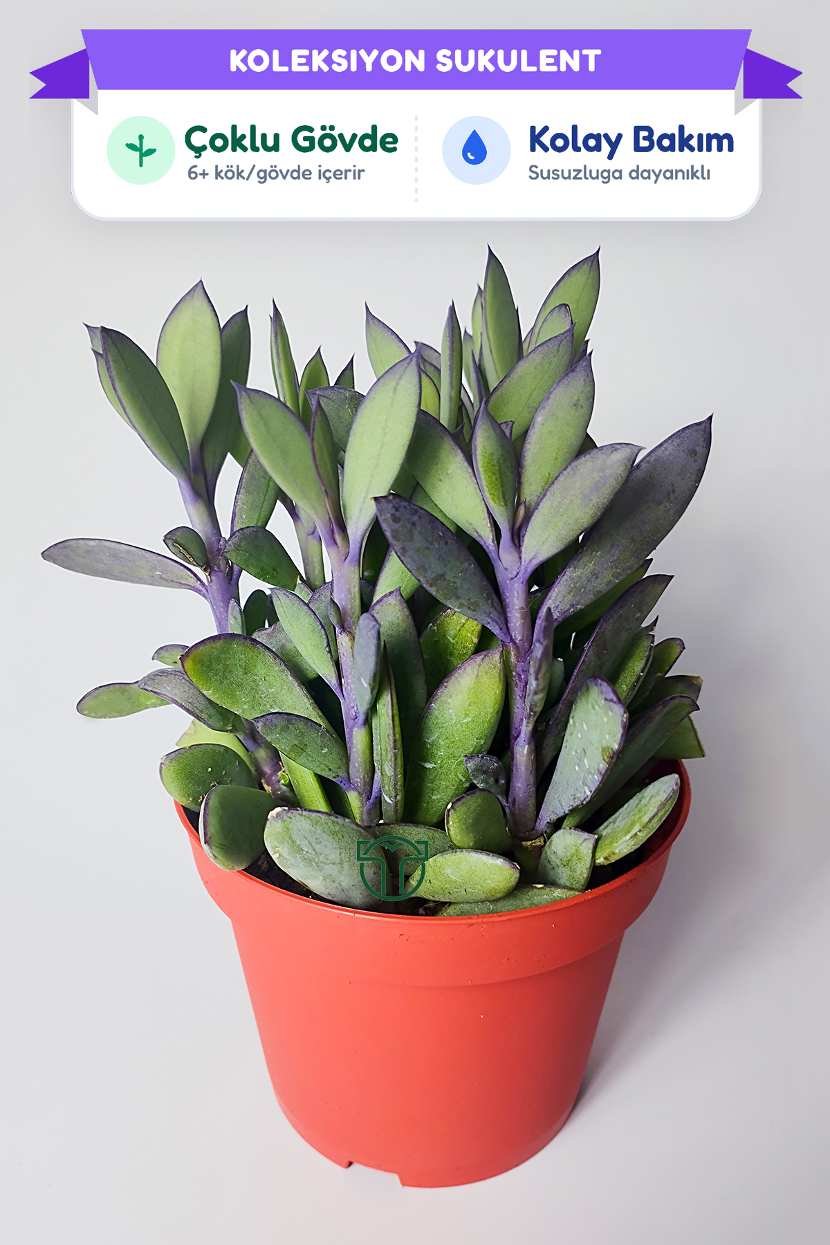 senecio-crassissimus-mor-yaprakli-koleksiyon-sukulent-01 senecio-crassissimus