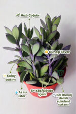 Senecio Crassissimus Mor Yapraklı Koleksiyon Sukulent - 12 cm Saksıda - Görsel 2