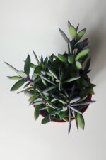 Senecio Crassissimus Mor Yapraklı Koleksiyon Sukulent - 12 cm Saksıda - Görsel 3
