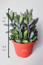 Senecio Crassissimus Mor Yapraklı Koleksiyon Sukulent - 12 cm Saksıda - Görsel 5