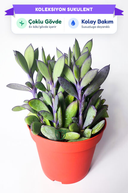 senecio-crassissimus